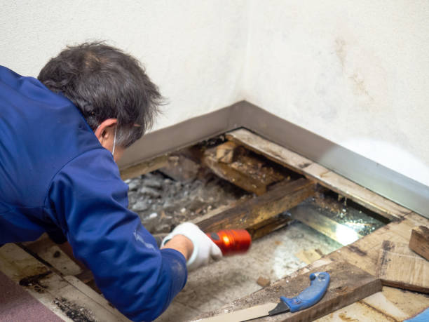 Best Home Mold Removal  in Dade City, FL