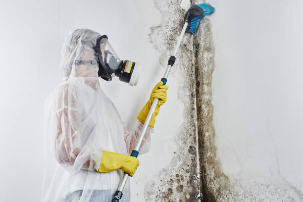 Best Black Mold Removal  in Dade City, FL