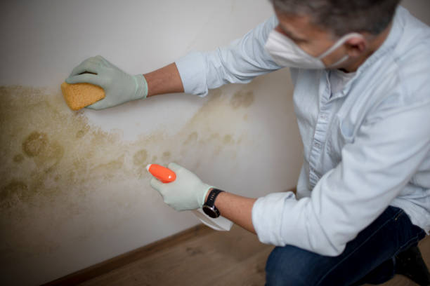 Best Mold Removal Company Near Me  in Dade City, FL