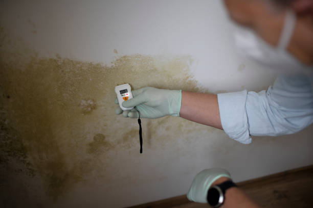 Best Residential Mold Removal  in Dade City, FL