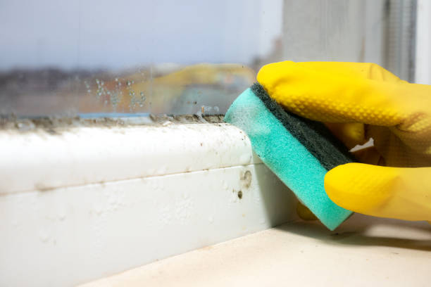 Best Toxic Mold Removal  in Dade City, FL