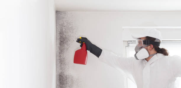 Trusted Dade City, FL Mold Removal Experts