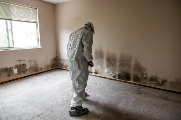 Best Home Mold Removal  in Dade City, FL