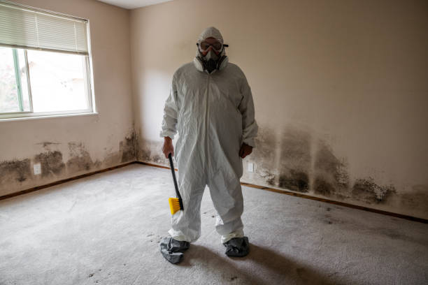 Best Mold Damage Repair  in Dade City, FL