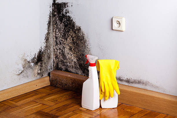 Best Professional Mold Removal  in Dade City, FL