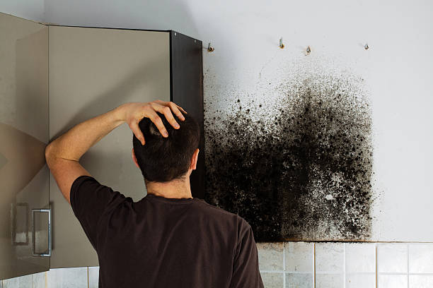 Best Mold Testing  in Dade City, FL