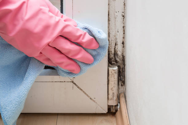 Best Local Mold Removal Service  in Dade City, FL