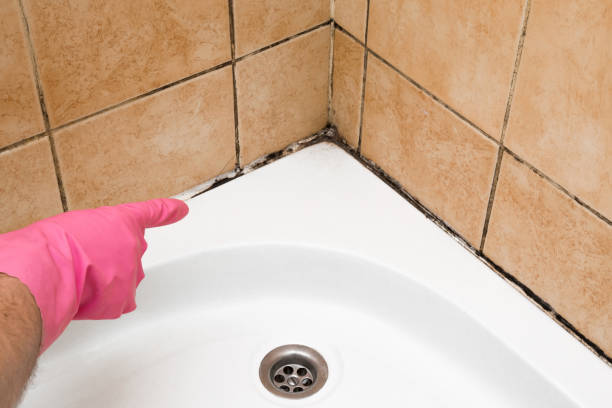 Best Mold Cleaning Services  in Dade City, FL